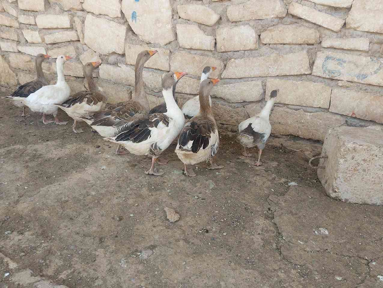 سلام عليكم للبيع قازات انضاف خشنات صحه نشاط فول بي صوصي غير سعر اشراي يتصل على الراقم ***********
‏‪***********‬‏
