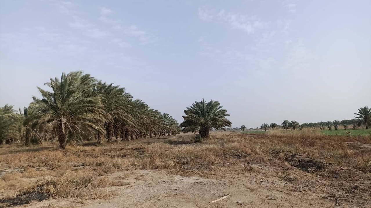🌟 فرصة استثمارية ذهبية لا تُعوّض 🌟
🌴 بستان للبيع مباشرة على طريق بغداد – ديوانية الجديد (الحولي)
📍 قضاء الدغارة
✅ المساحة: 15 دونم
✅ الواجهة: 55 متر على الشارع الرئيسي
✅ النزال: 600 متر
✅ عقد (25) باسم شخص واحد
✅ شرط التحويل متوفر
💎 موقع استراتيجي متميز يصلح لـ: 🔹 منتجع سياحي فاخر
🔹 مدينة ترفيهية متكاملة
🔹 تقسيم قطع أراضٍ سكنية
🔹 مشاريع زراعية واستثمارية متنوعة
🚗 يقع على شارع حديث وحيوي، مما يمنحه قيمة استثمارية عالية ومستقبلاً واعداً.
💰 بسعر مناسب جداً
📞 مكتب النور للعقار ولأستثمار 
ثقتكم أساس نجاحنا.


**إذا كنت صاحب هذا الإعلان وتريد حذفه لأي سبب، رجاءا أرسل رسالة إلى الدعم الفني**