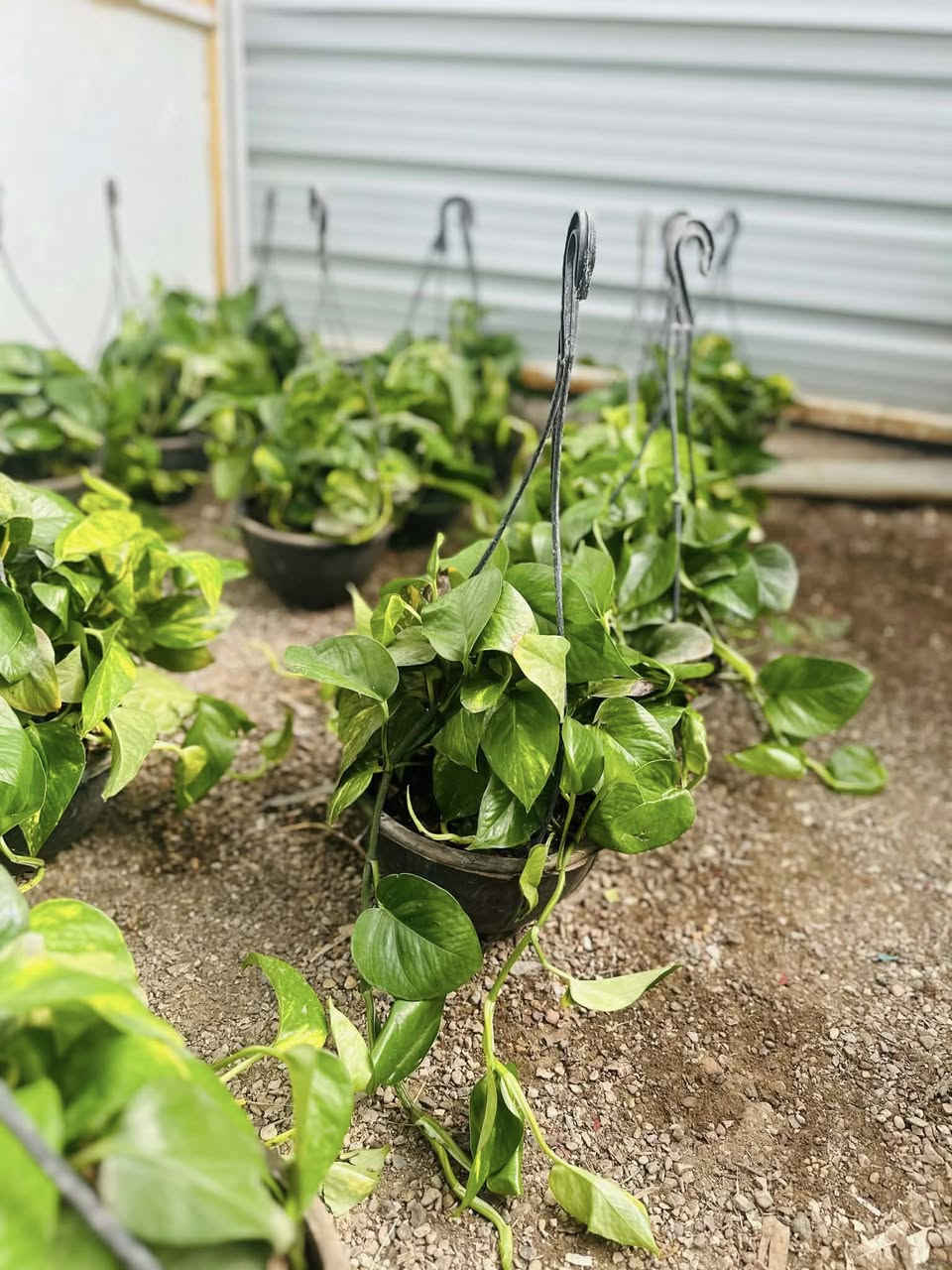 لبلاب متدلي متوفر 
مشتل شهيد العتبي
العنوان واسط العزيزيه قرب معمل السوس 
الاستفسار مراسله الصفحه او الاتصال ***********
