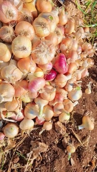 بصل • بصل احمر • بصل ابيض • محاصيل زراعية • خضروات • بصل للبيع • بصل ط...