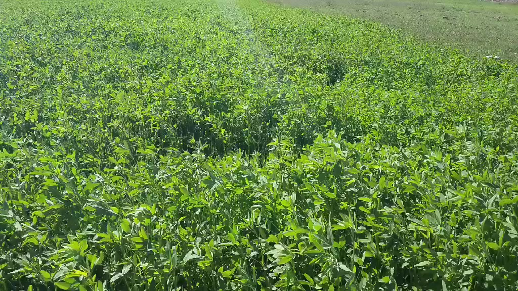 سلام عليكم اخوان يتواجد لدينا برسيم للبيع  دونم ونص السعر خاص


**إذا كنت صاحب هذا الإعلان وتريد حذفه لأي سبب، رجاءا أرسل رسالة إلى الدعم الفني**