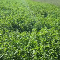 برسيم • دونم ونص • سعر خاص