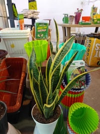 الموصل السماح سايدين • نباتات ظلية • ورود صناعية