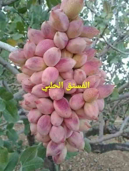 متاح لدينا بذورها بذور شجرة الفستق الحلبي عاشوري
لطلب والحجز واتساب *********** السماوه أو مراسلة الصفحه يوجد خدمة توصيل طلبات داخل السماوه ولكافة المحافظات لباب البيت أنواع البذور الاستوائية النادره

