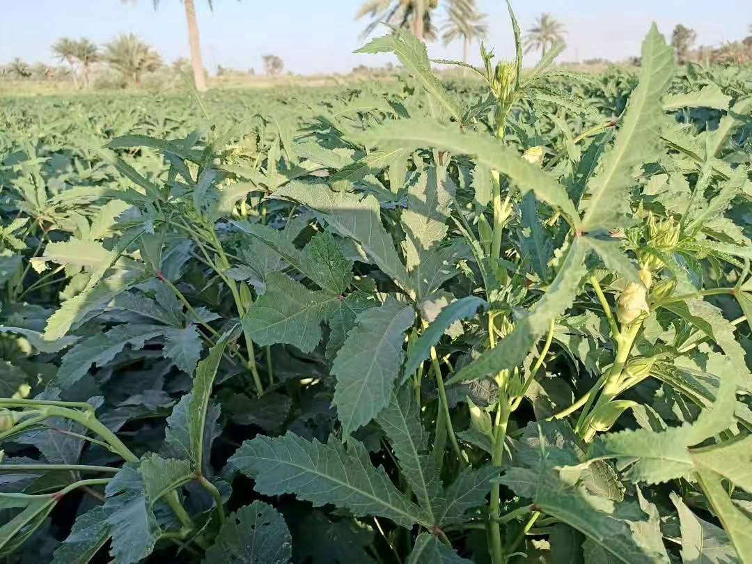 سلام عليكم تتوفر بذور بانيا درجه اولى متعهده سعر 25عنوان مشروع المسيب


**إذا كنت صاحب هذا الإعلان وتريد حذفه لأي سبب، رجاءا أرسل رسالة إلى الدعم الفني**