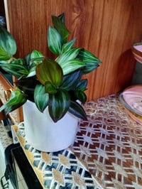 زرع طبيعي • نباتات مائية • زراعة قارورة