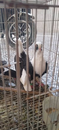 طيور • زوج شوامل سود • طيره صفره