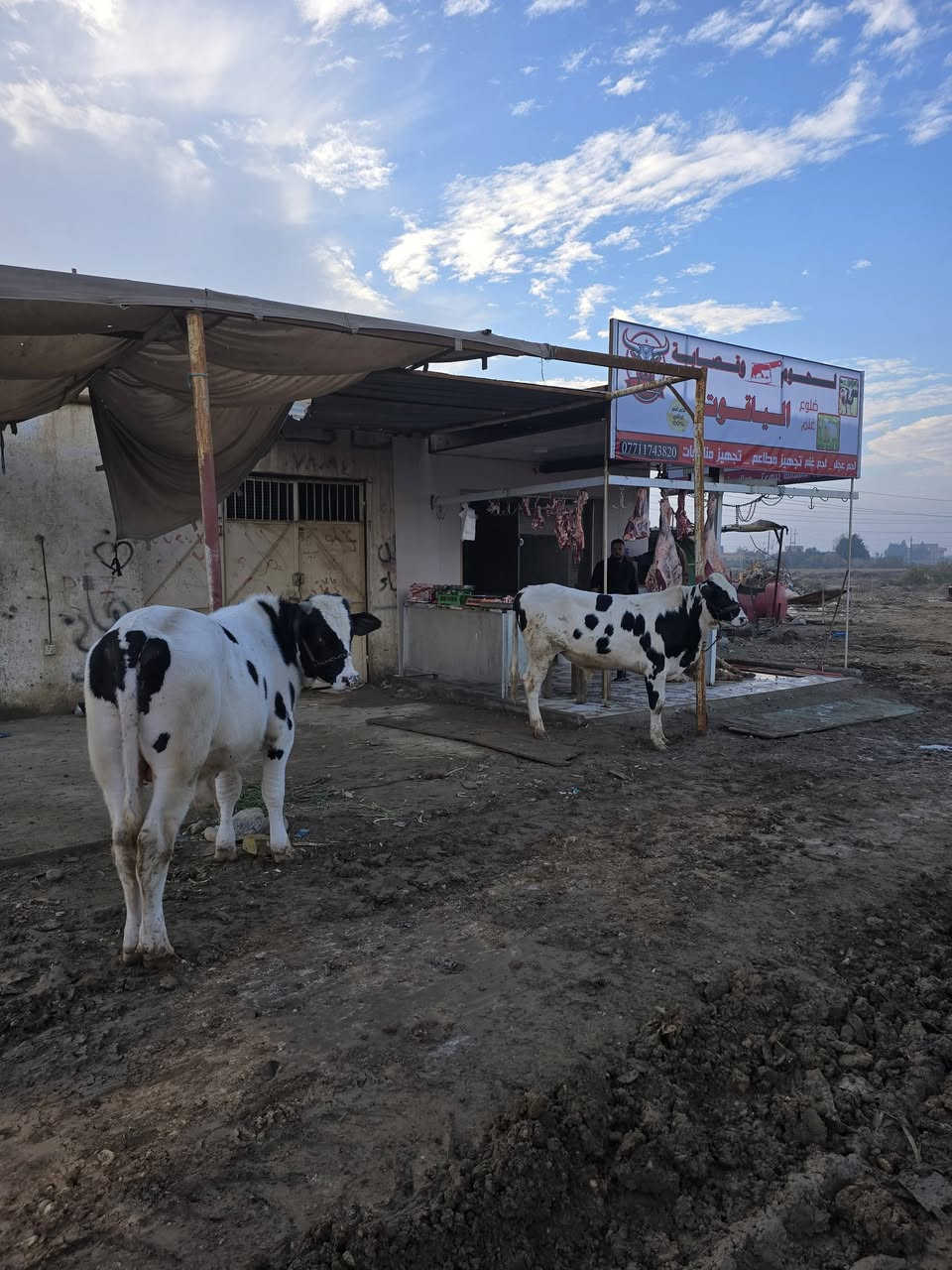 ذباحة باجر الجمعه يتوفر اللحم الشرح 14000واللحم قليل عظم12000والمثروم الحار 12000والشحم 5000حلويات جزارة الياقوت ***********
