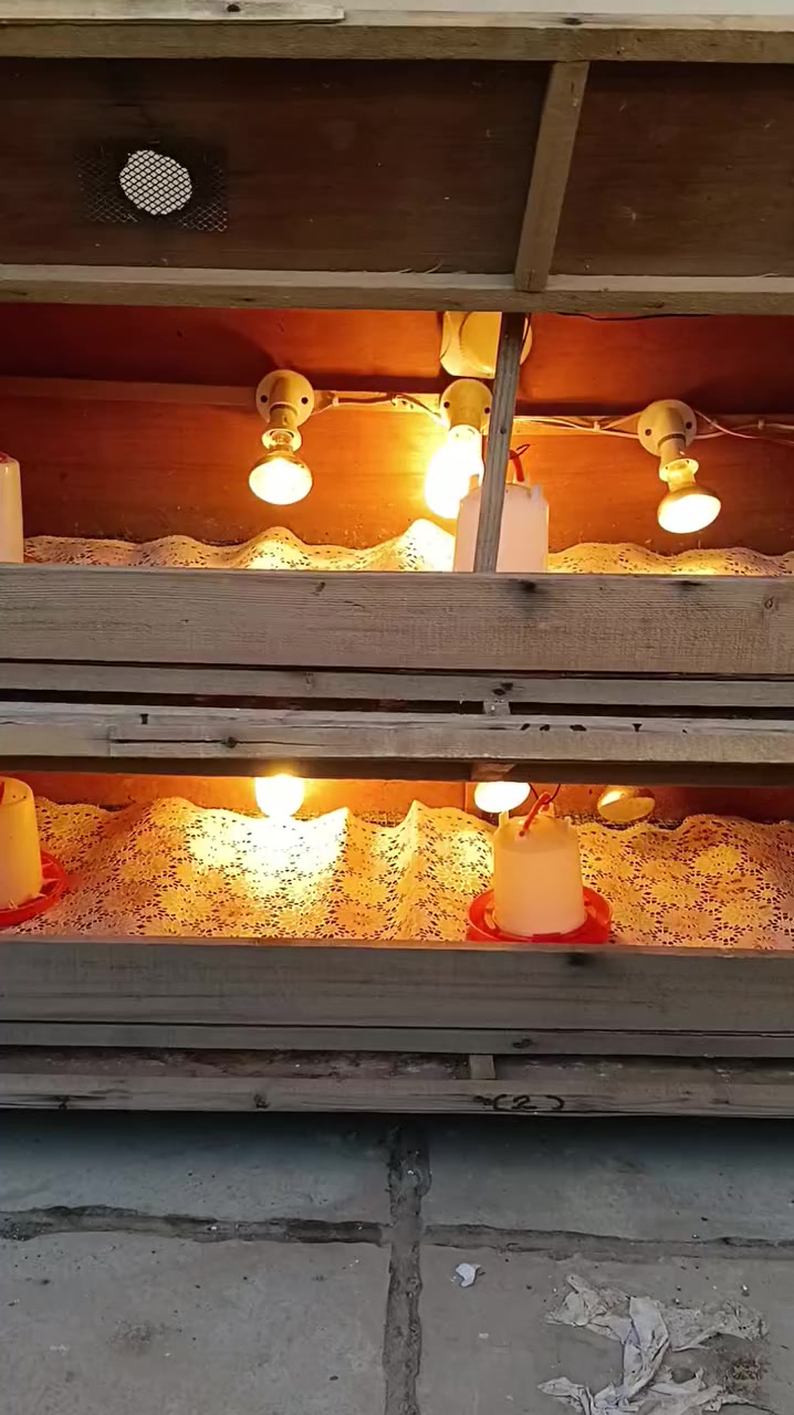 ***********
للبيع مفاقس عدد1+حاضنة  700 بيضة سعر 390الف فول اوتوماتيك مبخرة خارجية نضام دبل هيتر نضام جيموكة حاضنة 400فرخ مفرقات حساسات حرارة سعر 95 المفقس انتاج معمل (سيد حسين النحال كركوك) نسبة تفقيس 85٪شرط التفقيس والفحص المكان كركوك روناكي غير متاح في الخاص الاتصال علا الرقم فقط
