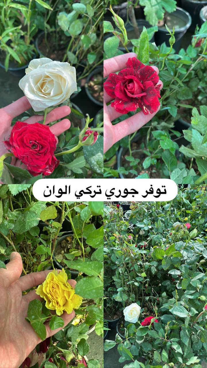 اللهم صلي وسلم على سيدنا محمد وعلى اله وصحبة وسلم تسليما.
توفر في مشتل ابو علي الفراجي أنواع الورود المختلفه وحمضيات  🤍

العنوان : بغداد /سلمان باك / قرب جامع سعد /شارع الحدادين 🤍

سوينا لكم بيج على برنامج الإنستقرام لكي نجاوب على اسئلتكم المتنوعه 

اسم البيج : بيج مشتل ابو علي الفراجي 

يوزر البيج: l0.33.m

رابط البيج:https://www.instagram.com/l0.33.m?igsh=bGZmMGw4bTN2ODZw

مشتل ابو علي الفراجي يرحب بالجميع 🤍


**إذا كنت صاحب هذا الإعلان وتريد حذفه لأي سبب، رجاءا أرسل رسالة إلى الدعم الفني**