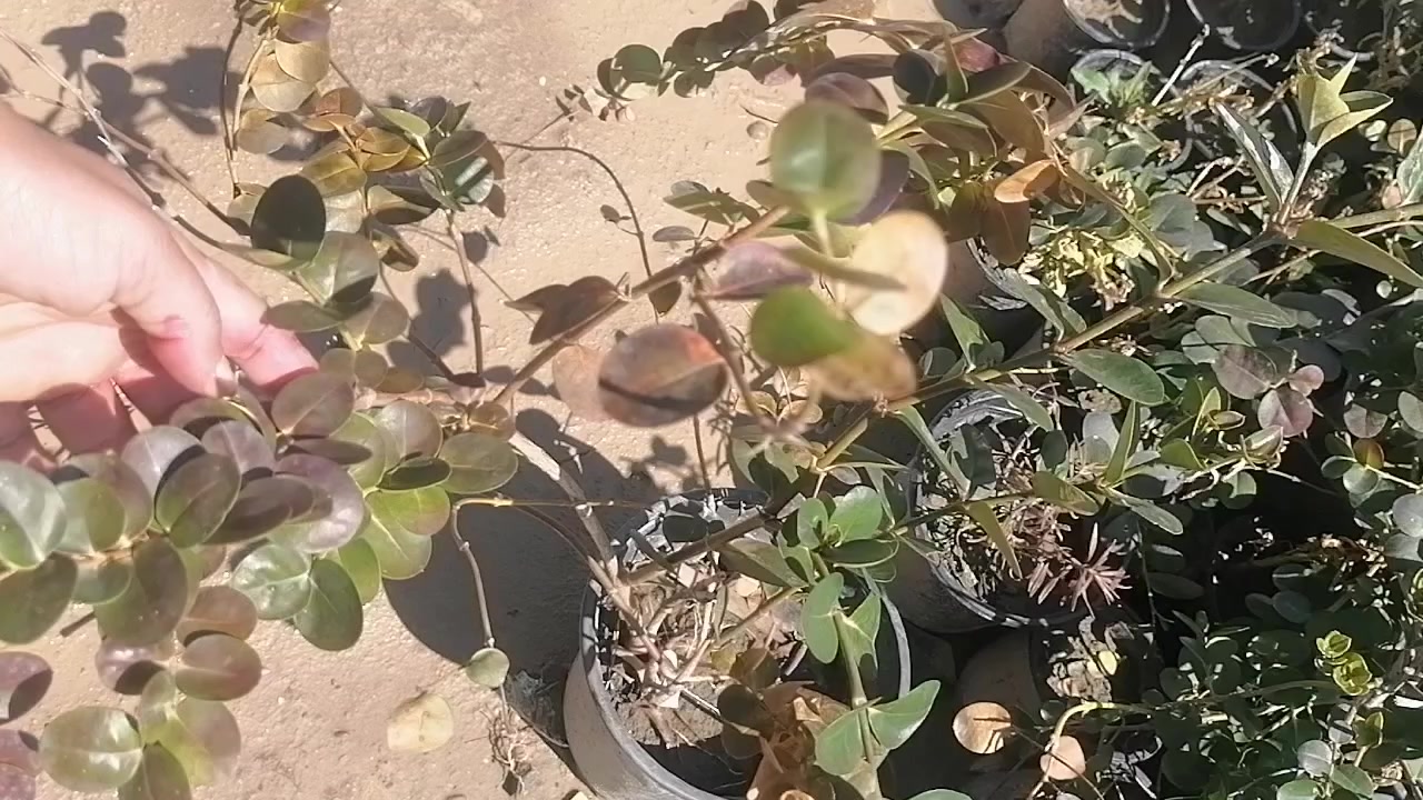 عروض عروض عروض
نهاية موسم وزرع بلاش بسعر التكلفه وتدللون
النجف الاشرف ناحية الحريه ***********
