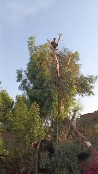 مشتري أشجار • بستنة • جميع الأشجار