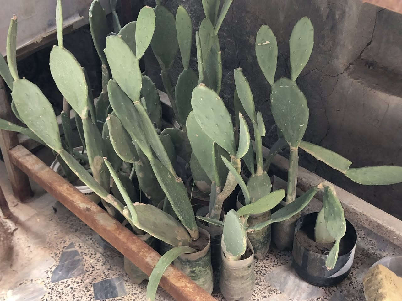 للبيع صبار بجميع انوانه الاسعار جدا مناسبه 
يتوفر بالف وبالفين ونص الحجم الكبير 
توصيل الف دينار داخل العزه جديده 
وباقي المناطق الفين 
مكاني العزه جديده


**إذا كنت صاحب هذا الإعلان وتريد حذفه لأي سبب، رجاءا أرسل رسالة إلى الدعم الفني**