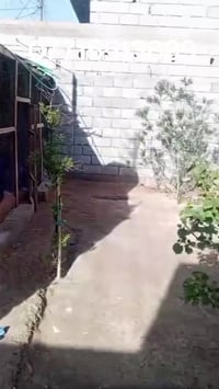 ابي الخصيب جيكور • ٢١٠م • طابو زراعي