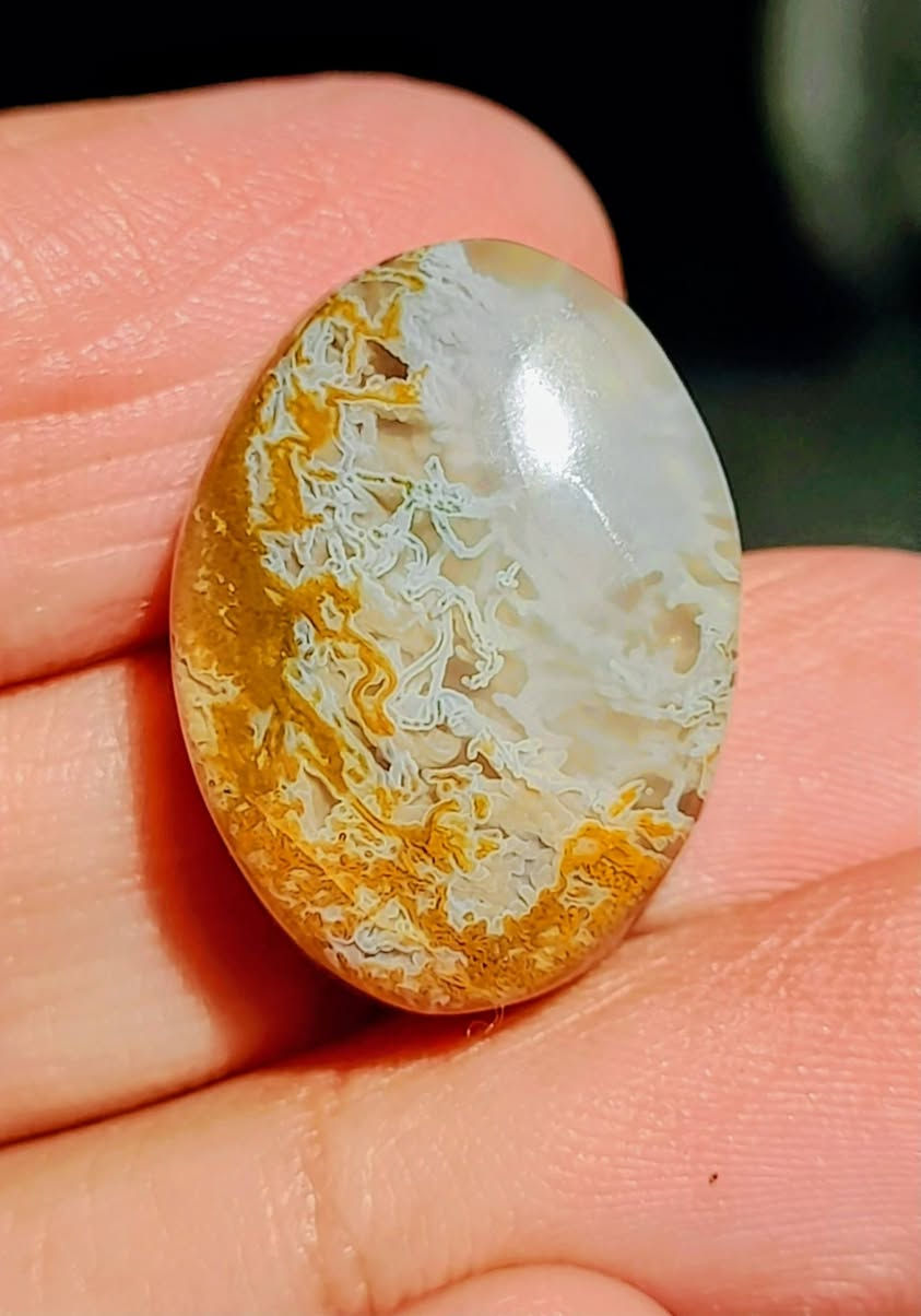 نوادر العقيق اليمني الطحلبي و الطلب خاص ولا يوجد شحن ولا توصيل


**إذا كنت صاحب هذا الإعلان وتريد حذفه لأي سبب، رجاءا أرسل رسالة إلى الدعم الفني**