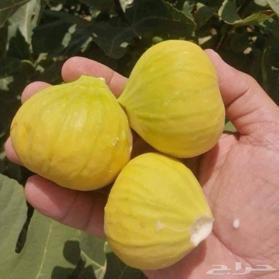 وصول وجبة جديدة في مشتل ناطق العلوان الخميس 14/5شجرة تين العسل الأصفر من كازاخستان 🍯

🟨 تين أصفر كبير الحجم، نوع نادر
🟨 یحمل مرتین کل سنە (صيفي وخريفي)
🟨 طعمه كالعسل وحلاوته خفيفة 🍯
4-6 حبە یطلع اکثر من کیلو
🟨 يحمل ثماراً وفيرة
🟨 يتحمل الحرارة و الجواء العراق
🟨 الاول سنە یحمل

🟨 مناسب لمناخ  العراق

___________
للحجز و الطلب ، تواصلوا معنا عبر الواتساب ***********
