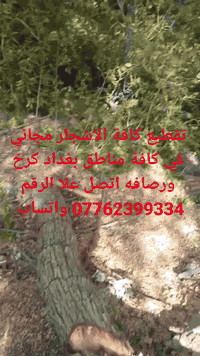 تقطيع كافة الاشجار مجاني في كافة مناطق بغداد كرخ ورصافه اتصل علا الرقم...