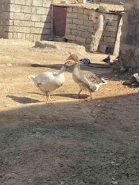فروجتين • شرط • خالية من المرض