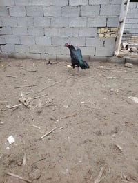 ديك هراتي • حي العسكري • العمارة