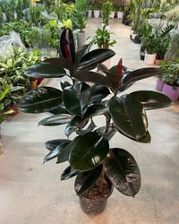 🌿 نبات المطاط.. ملك الديكور وهيبة المكان 🌿 ​إذا كنت تبحث عن نبات يجمع ...