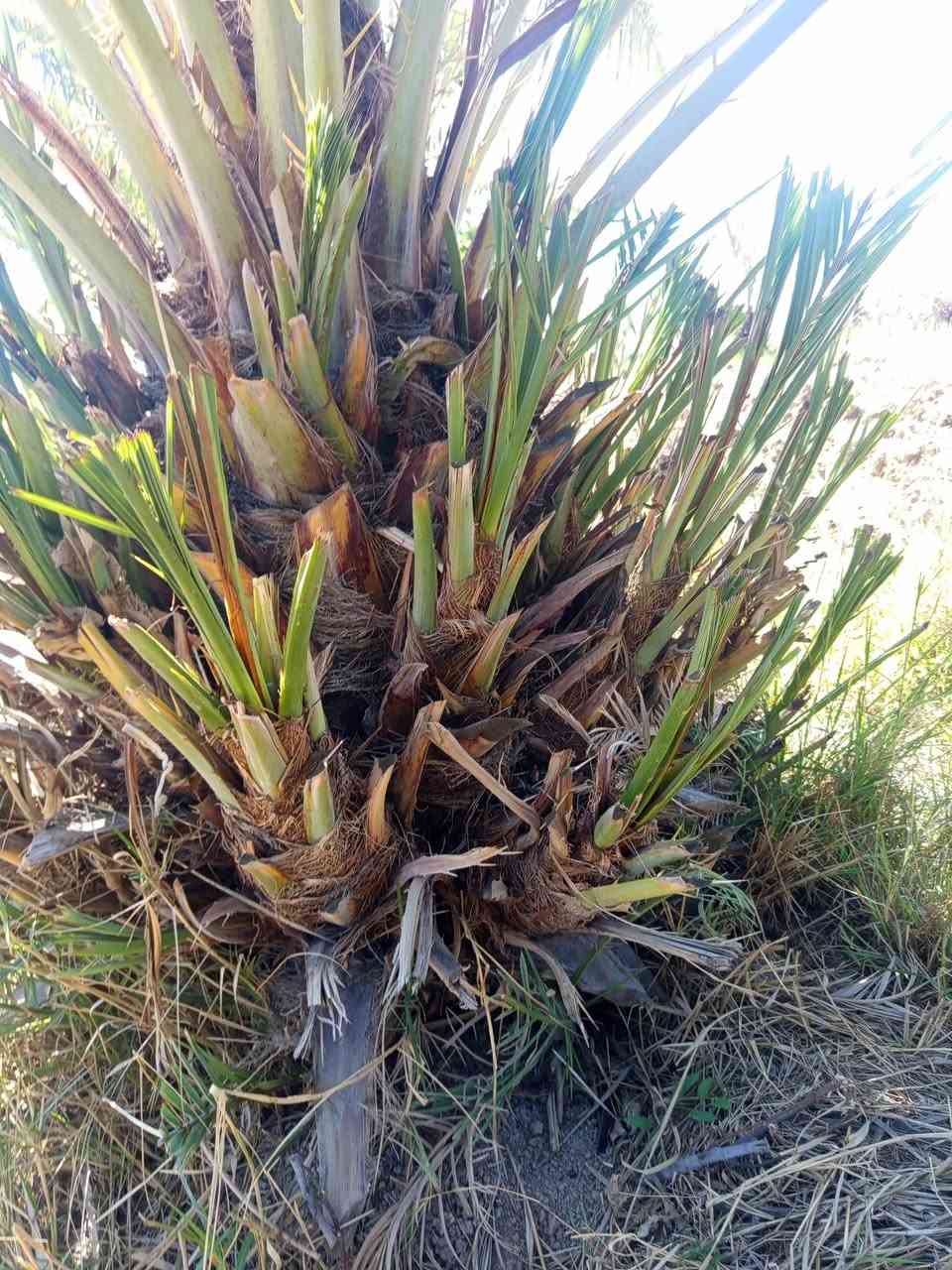 نخيل اشويثي اصفر  ***********
