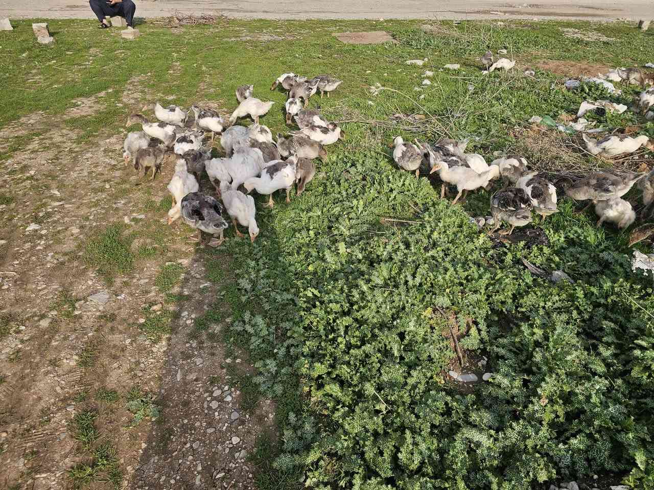 ٥٣باره قازي زرشام و دوره كو زؤر جوان تمنيان ١مانك بؤ٢مانك 
شوين شاره زوور هه له بجه ي تازه  
***********
***********
