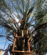 يتوفر لقاح (الطلع) للنخل #مجاني  للأجر والثواب الي يرغب  يلقح النخله م...