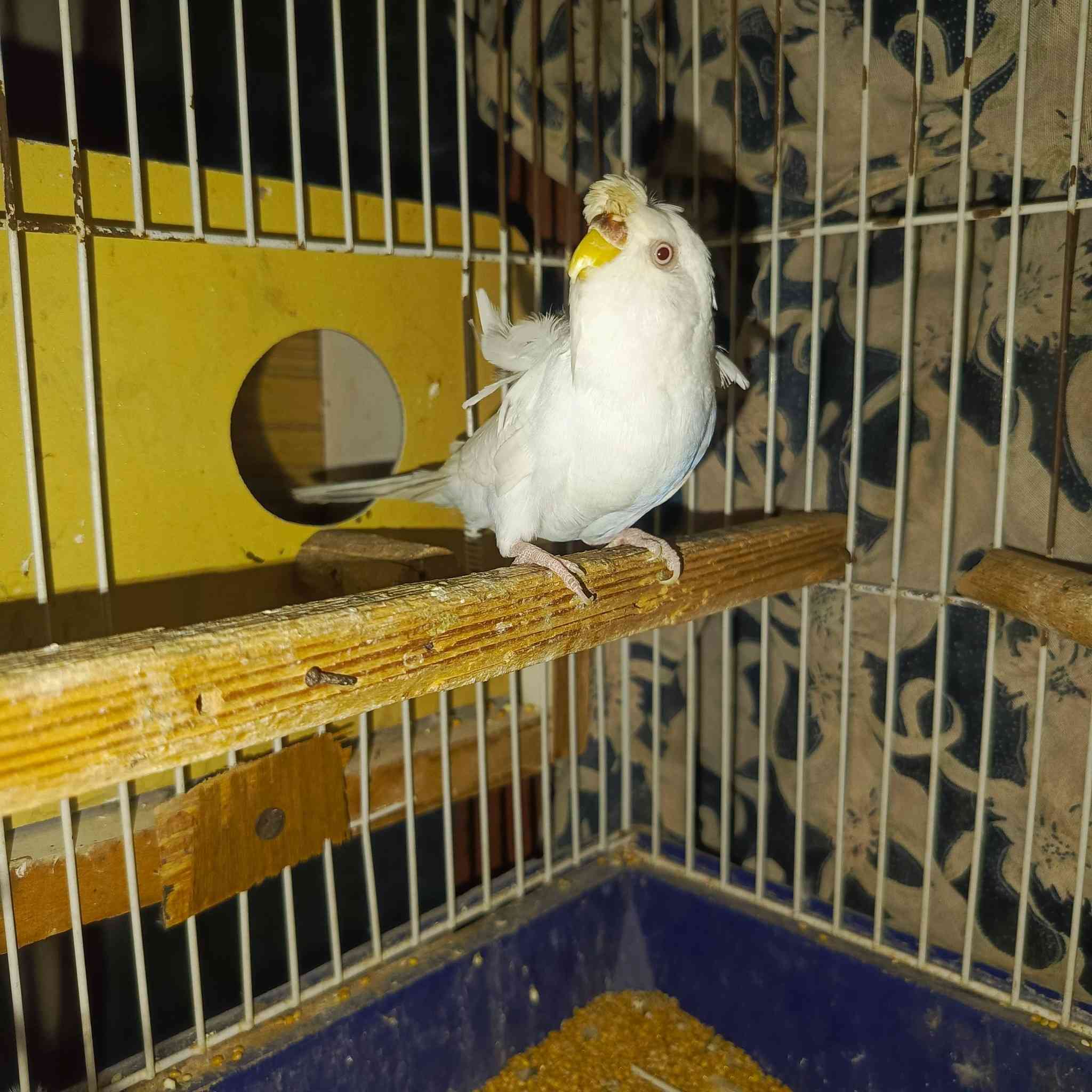 كناريات للبيع هاجرمو لون ابيض نادر 🤍المكان قضاء النصر السعر خاص راسل وتدلل


**إذا كنت صاحب هذا الإعلان وتريد حذفه لأي سبب، رجاءا أرسل رسالة إلى الدعم الفني**