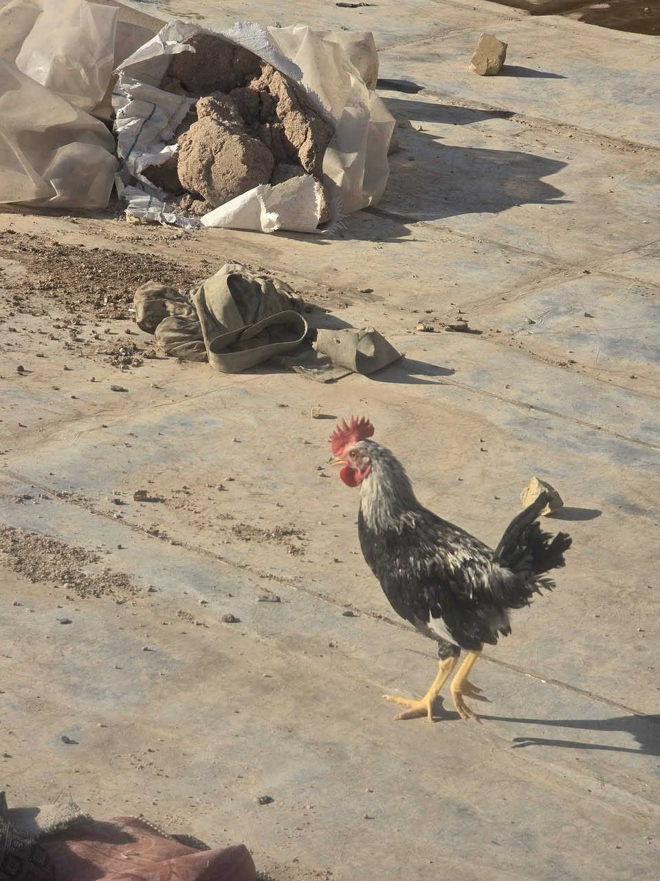 قضاء المدينه 
التك علا 5 شلع كله دندراوي


**إذا كنت صاحب هذا الإعلان وتريد حذفه لأي سبب، رجاءا أرسل رسالة إلى الدعم الفني**