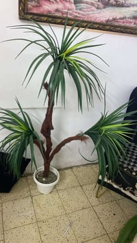 تخم • شجره • مرجوحه