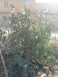 مشتل القادسية • الشارع العام