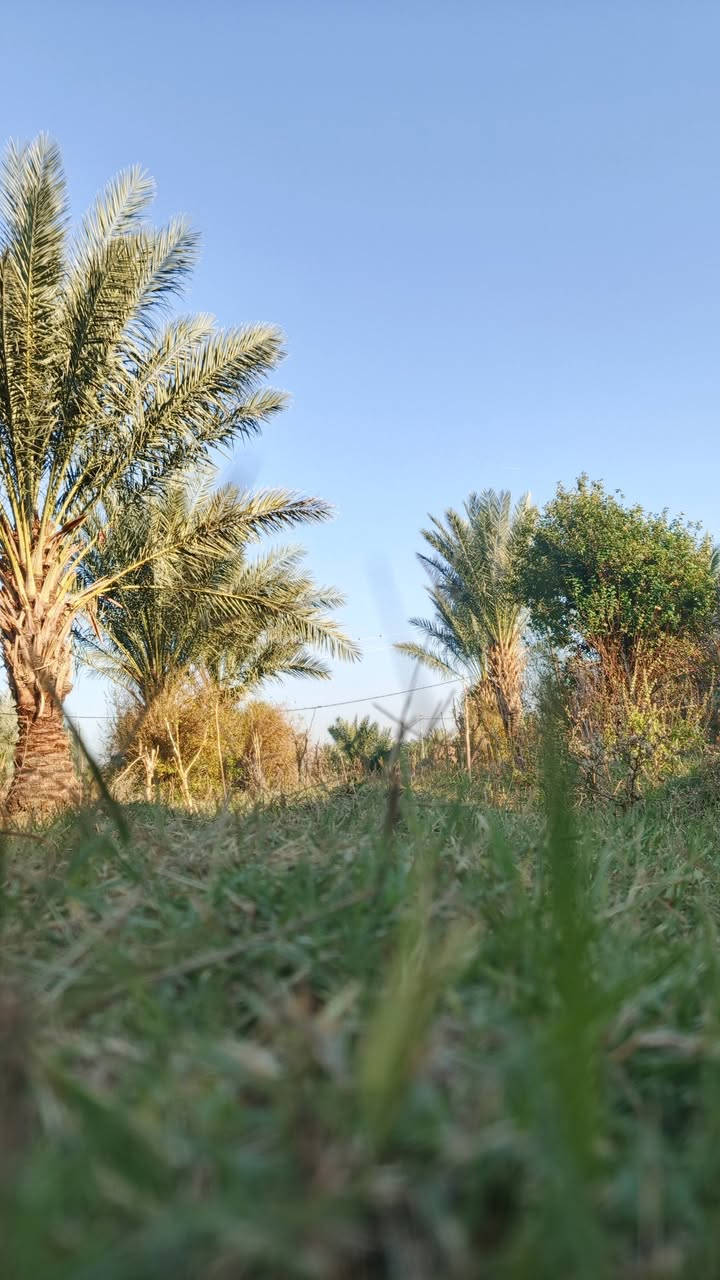 سلام عليكم بيت للبيع طابوك خريطه حلوه ومرتبه بناءحديث مساحة البيت الكلي 200متر مع بستان 60نخله مثمره دونم ونصص
البيت يتكون من. 
ثلاث غرف نوم 4×5
هول 4×11
مطبخ خارجي 
استقبال 4×6 داخليه
واستقبال خارجيه 4×9
مع حديقه 70متر 
الاستفسار يرجى الاتصال ***********
#البسروكيه
(جنس الارض قريه) تعهد
