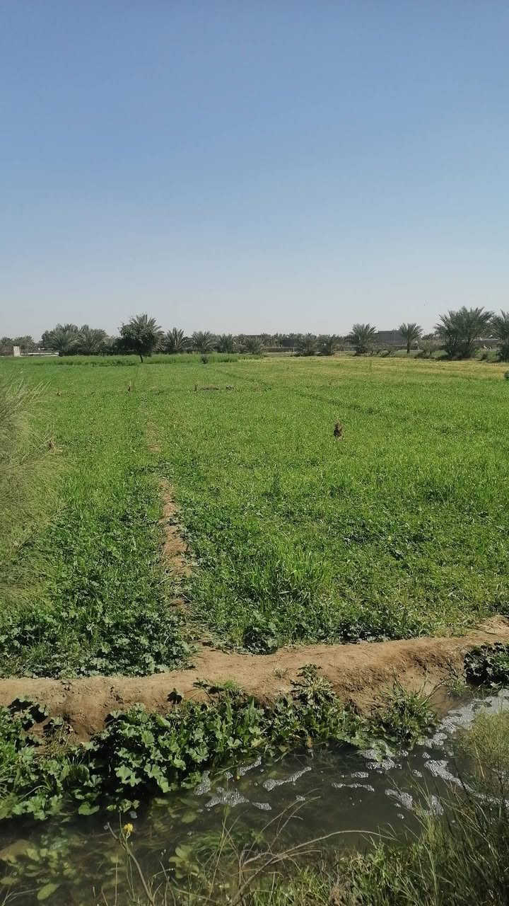 سلام عليكم ورحمة الله دونم ونص بابل جبله فرع مصلخ ثاني قطعه يعني ٥دقايق بسوك  وجهيه عل  بزل مقابيل حي جواد عدل  ماء نهر عن 10متر خزان ٣ متر عنه ماء رساله ١٥ متر عنه  كهرء١٥ متر عنه  مولد حي 100 متر عنه  كافات خدمات تجي وتشوفه قبل لاتنطي سعر بيه *********** و***********
