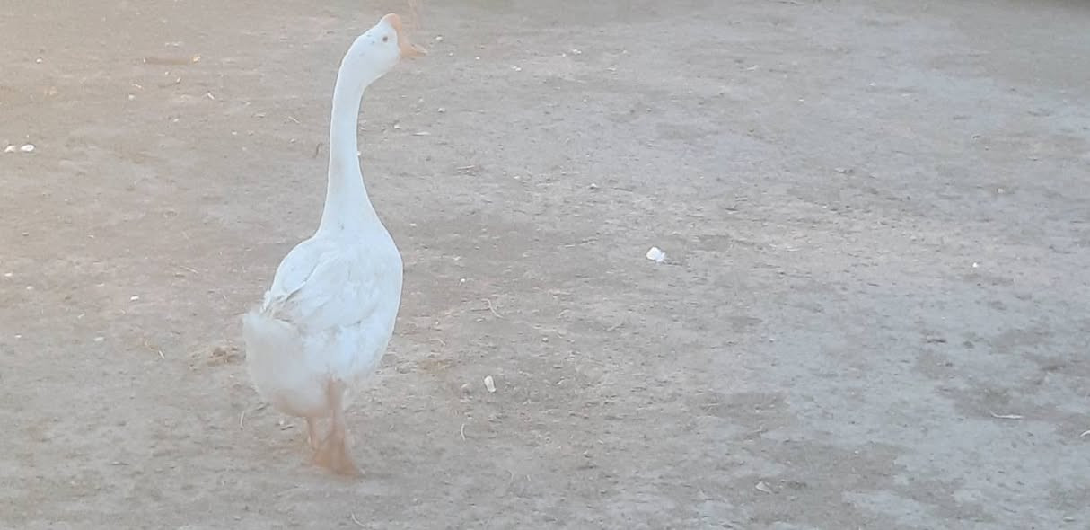السلام عليكم من رخصه المسؤول بطوط للبيع الاب كوبرا للشراء او الاستفسار راسل الصفحه او ااكتب تم واني اراسلك بل خاص


**إذا كنت صاحب هذا الإعلان وتريد حذفه لأي سبب، رجاءا أرسل رسالة إلى الدعم الفني**