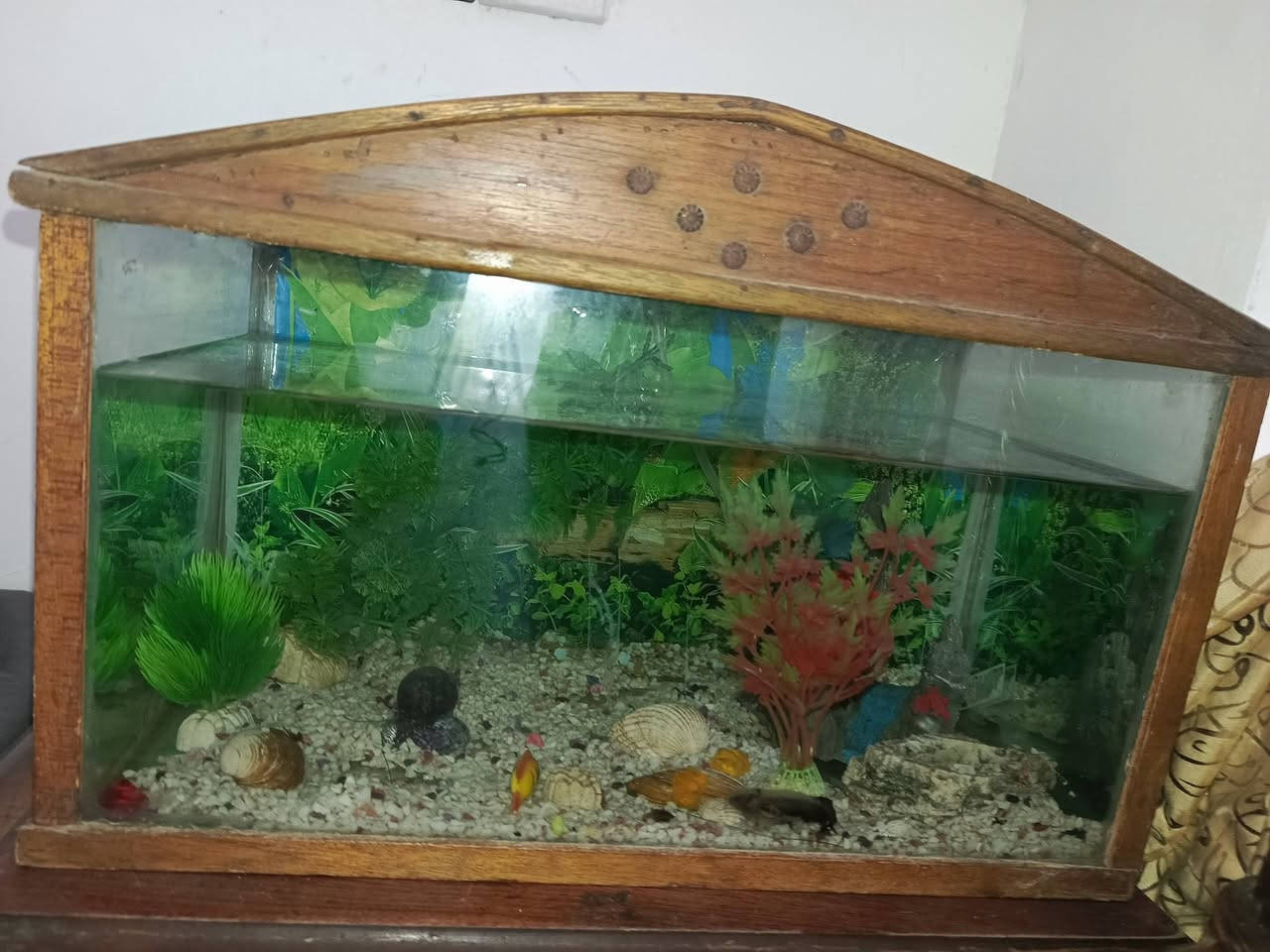 حوض سمك للبيع كامل مع ملحقاتو مع الزينه والغطاس بس جيب سمك وشغله.. سعره 40  متلكي هيجي حوض بهيجي سعر


**إذا كنت صاحب هذا الإعلان وتريد حذفه لأي سبب، رجاءا أرسل رسالة إلى الدعم الفني**