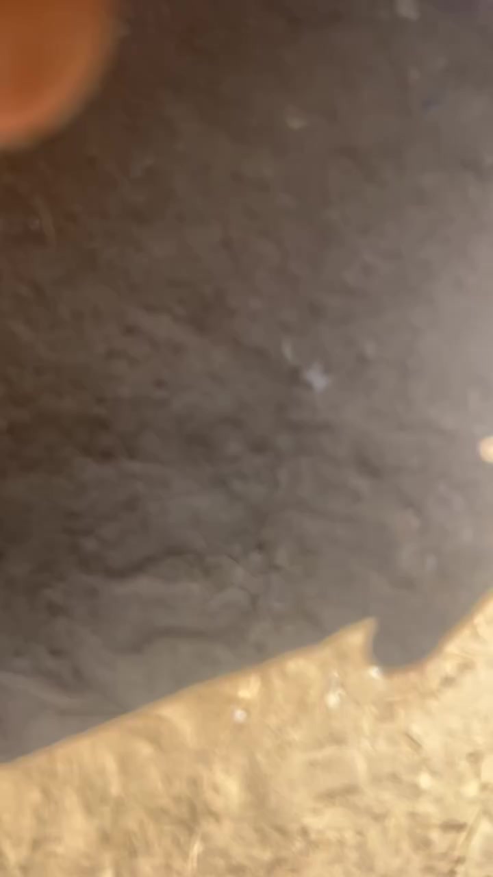 للبيع كاروبه سام على وضع الشركه ارقام وسنويه تحويل ت***********
