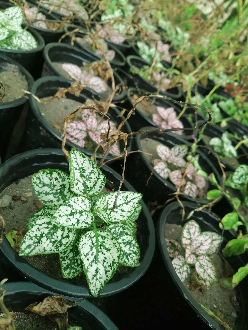 ((مشتل حديثة المركزي))
الموقع #
قرب دائرة البريد بسوق حديثة
دائما مستمرين وياكم

 ب((١٠٠٠)) فقط 
عرووووضنا  وبأسعار بلاششششششش🙂✌️
فقط وبس يمنا)) 😉🌺✌️

لاستفسار زورو صفحتنا أو الاتصال على الرقم
***********
اهلاوسهلا بالجميع ❤️
