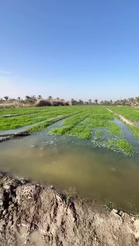 ارض زراعيه 5 دوانم منطقت ابو الجولان بيه 250سدره  ل اتصال ع الرقم ***********
