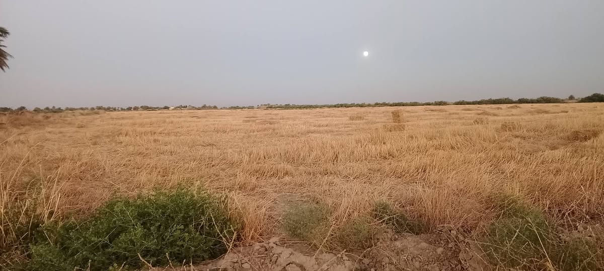 السلام عليكم 80دونم للايجار في بابل الحمزه الغربي منطقة الخميسيه الاستفسار ***********
