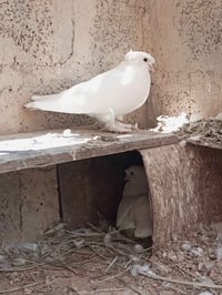 زوج حمام • للبيع