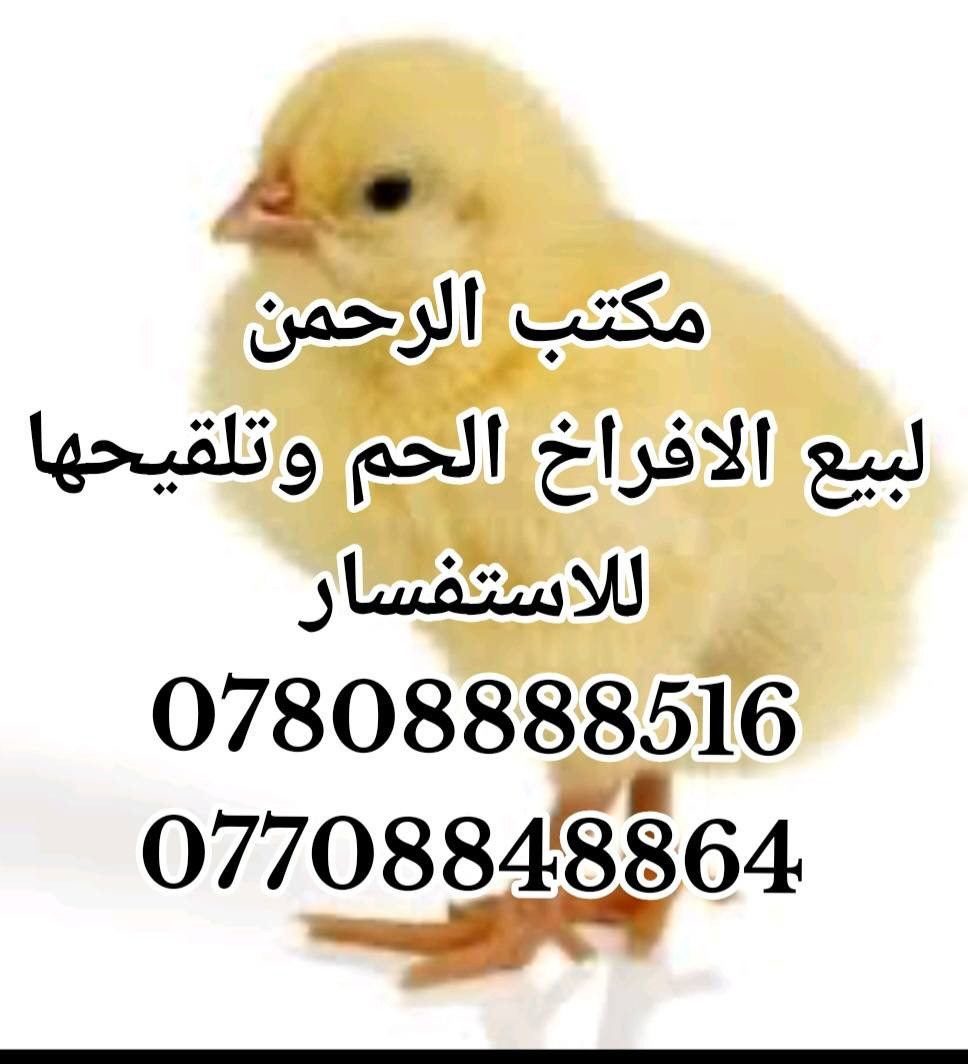 السلام عليكم
اعلان هام
الى جميع الاخوه المربين
المصداقيه والثقه قبل كل شيئ
يعلن مكتب الرحمن عن تواجد افراخ على مدار الشهر
وبأسعار مرضيه طير درجه اولى
تركي_سعودي_بلجيكي_اردني
للحجز والاستفسار
***********
***********
الموقع بغداد السنك
(خير التجربه البرهان)
