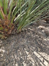 فروخ برحي • حر المكان • بني منصور أبو غريب