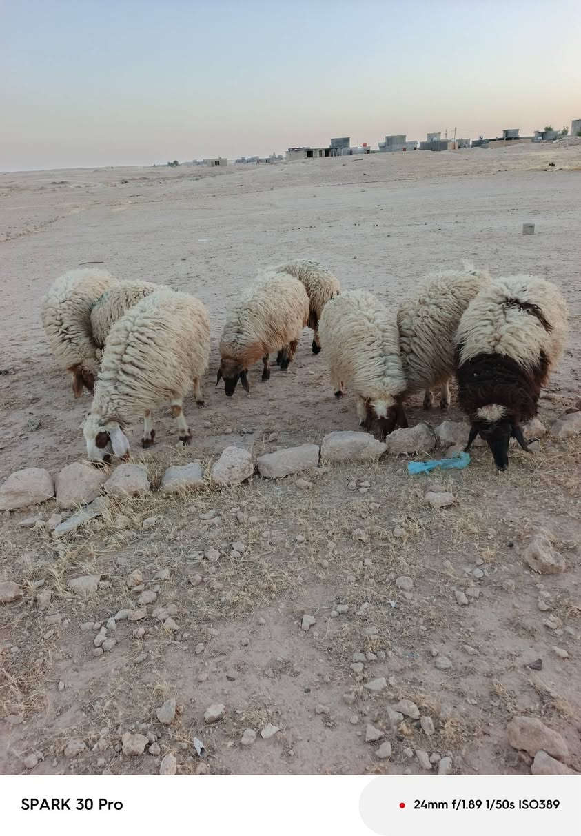 متاااااح 9دجات خشان وسمن كلشي تراهم سعر لزوج ٧٦٠ عنوانه عنه ناحيه ريحانه ***********
