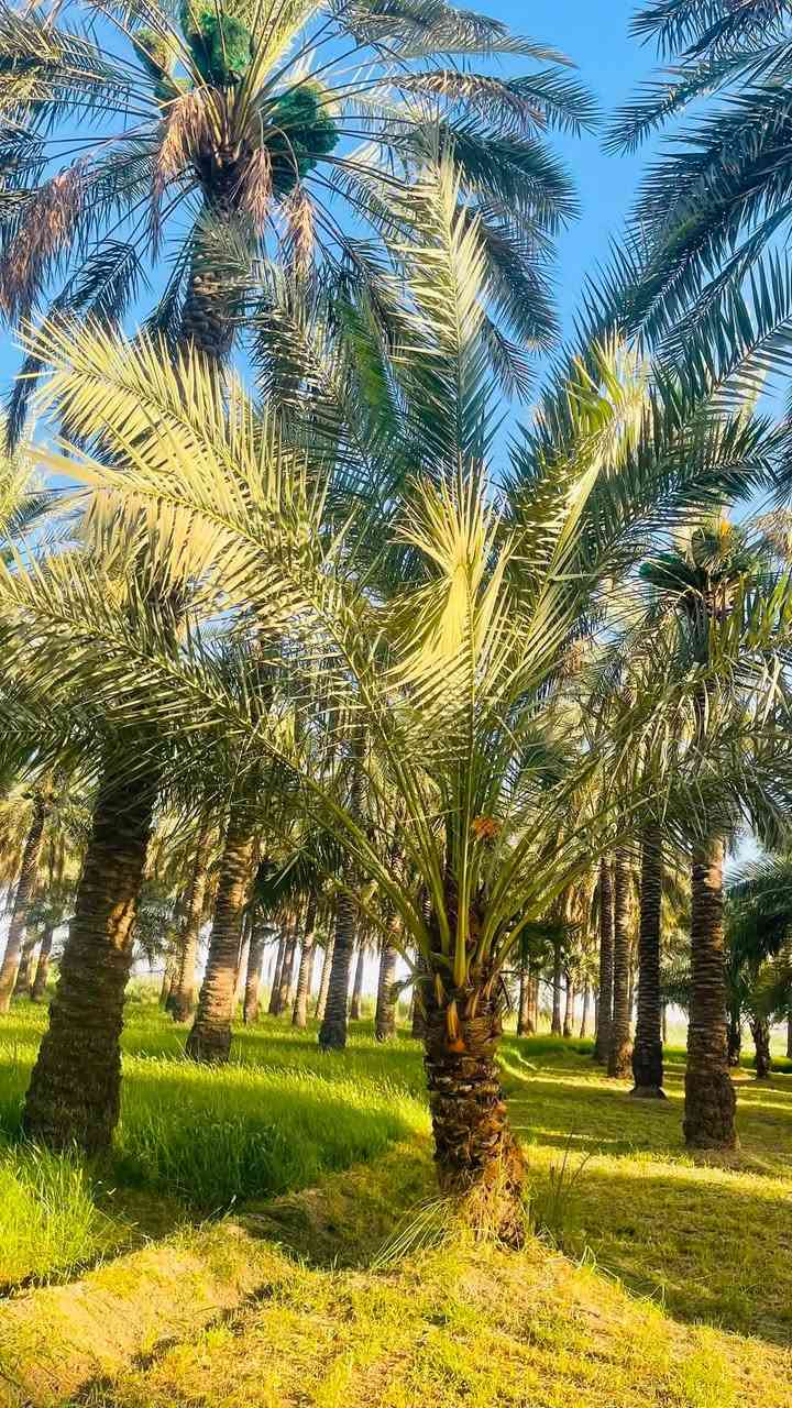 🌴 للبيع نخيل خستاوي كبير ومثمر 🌴
فرصة مميزة لأصحاب البساتين والراغبين بالاستثمار الزراعي.

✅ العدد: 8 نخلات

✅ الصنف: خستاوي

✅ أشجار كبيرة وقوية.

✅ قسم منها محمل بالتمر لهذا الموسم، والقسم الآخر يحمل في الموسم القادم.

💰 سعر النخلة الواحدة: 50,000 دينار عراقي فقط.

📍 العنوان: واسط – قضاء الصويرة – قرية جويميسة الغربية.

📞 للاتصال: ***********

📱 واتساب: ***********

للجادين فقط، والصور المرفقة توضح حالة النخيل وحجمها.

الأولوية لمن يحجز أولاً.

🌴🤝
