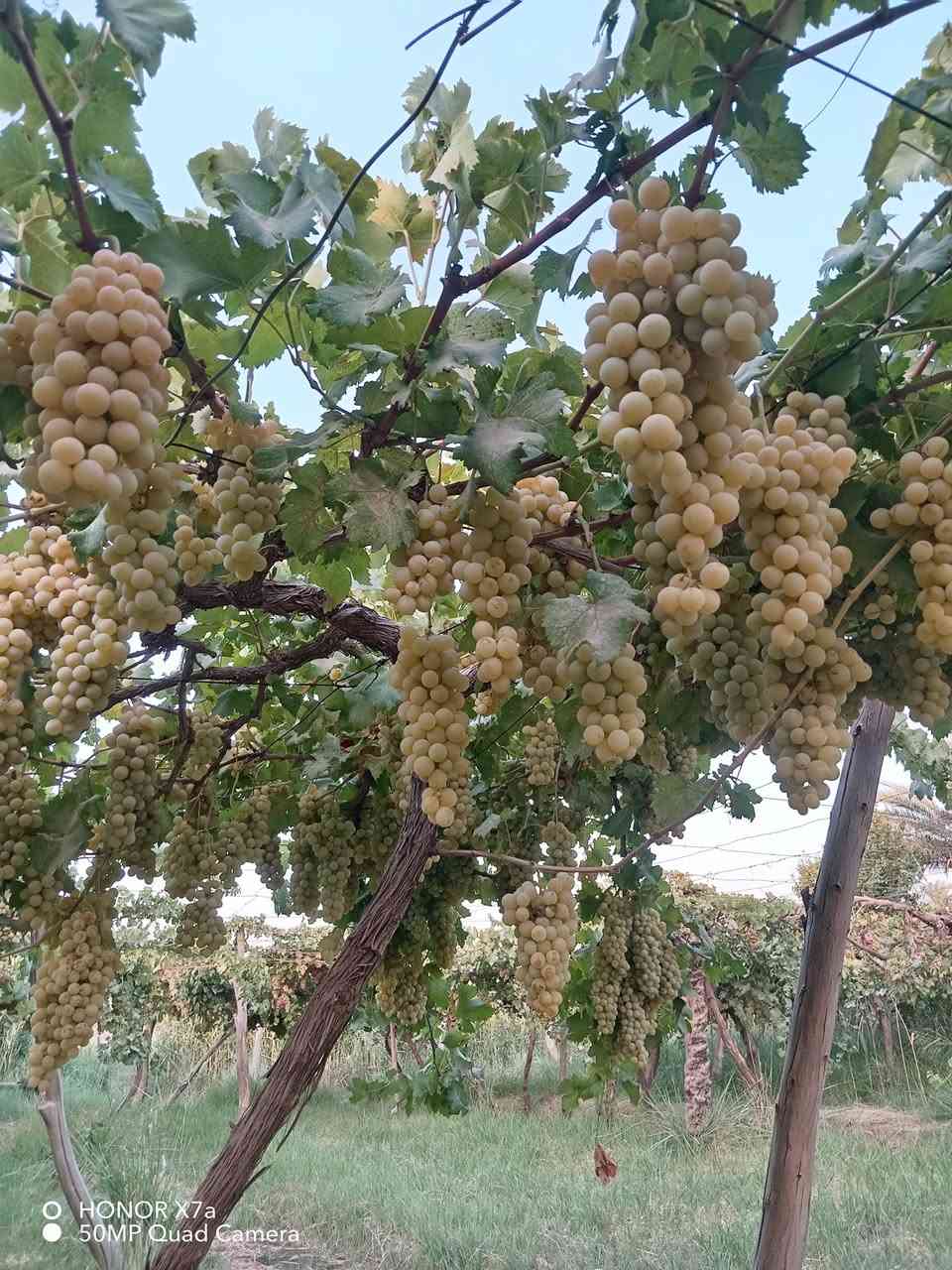 السلام عليكم اخواني أصحاب المشاتل ولجميع محافظات العراق
يتوفر شتلات عنب للبيع سارعوا بالحجز قبل نفاذ الكميه  لتجهيز مشاتلكم بأفضل شتلات من العنب وبانواع مختلفه  حلواني   فرنسي   شده تركيه   شده عراقيه   عنز    اسود
العنوان حله سياحي
محمد جوهر
***********
*********** واتساب
