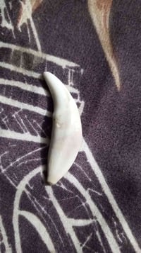 سن الذيب الاصلي شرط الفحص اني وياك وين مايعجبك مكاني بغداد سوك هرج سوق...