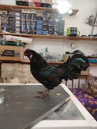 ديج • الزبيديه • فيه مجال