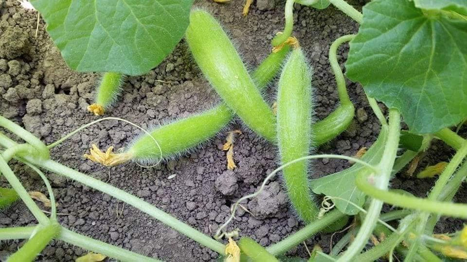 ‎يوجد بذور طرعوزي شرط الضمان سعر كيلو (175 ألف) يوجد توصيل كافه محافظات العراق ه‍ 
WhatsApp ***********
