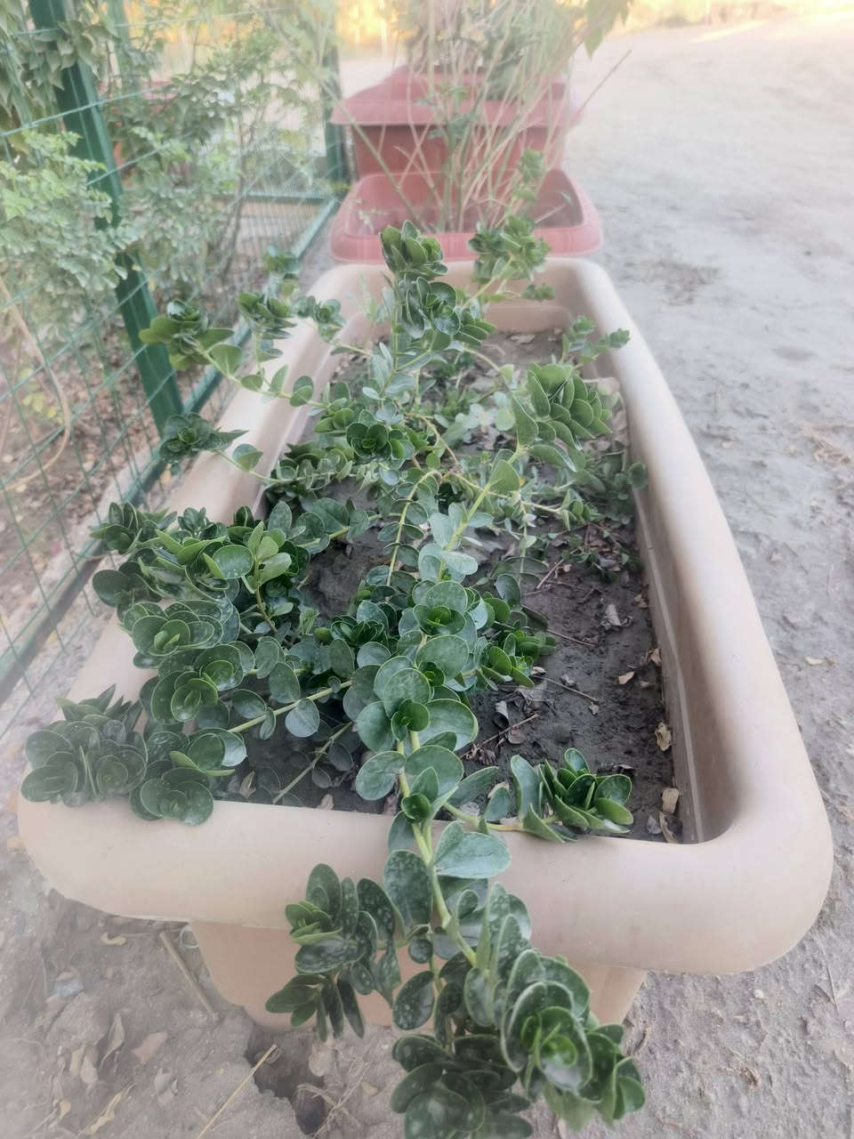 كارزيا نبات خارجي مقاوم يتوفر سندانه مستطيل حجم كبير نفس الي بصورة 
لدئ مشتلنا عنوان مشتلنا شارع زوبع الصوب الصغير


**إذا كنت صاحب هذا الإعلان وتريد حذفه لأي سبب، رجاءا أرسل رسالة إلى الدعم الفني**