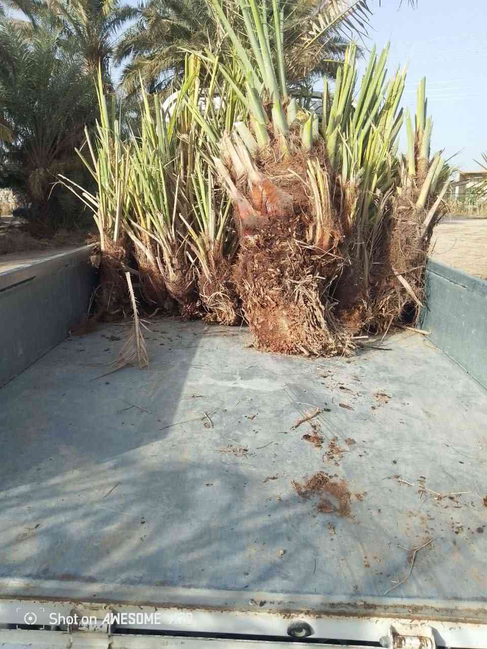 يوجد فسائل نخل بانواع جيدة ومتعهد بنوعية الفسائل
يود حلاوي+خستاوي+عمراني+زاهدي+بريم+شكرى+حمراوي
يوجد توصيل وإعداد متوفرة خير من الله 
اتواصل على هذا الرقم ***********
‏‪***********‬‏
